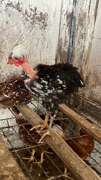 6D7B8AEC-118A-4982-AD52-828F1D5CC41F - puisori 2022