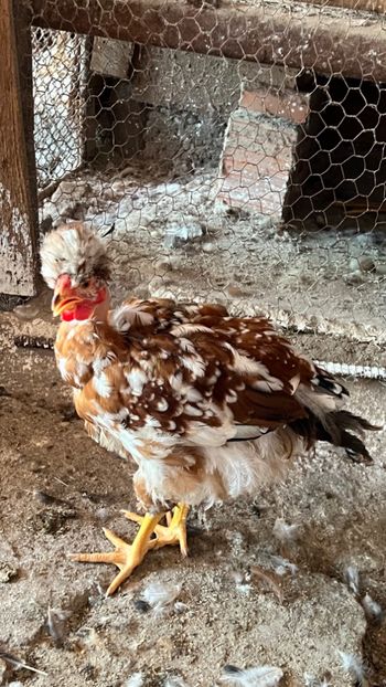 4DB68794-0F79-429E-B409-41A45EEFFD92 - puisori 2022