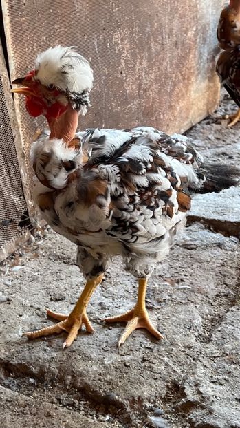 24DA8CB1-FE4B-4310-9DF1-80ADA8F3319E - puisori 2022