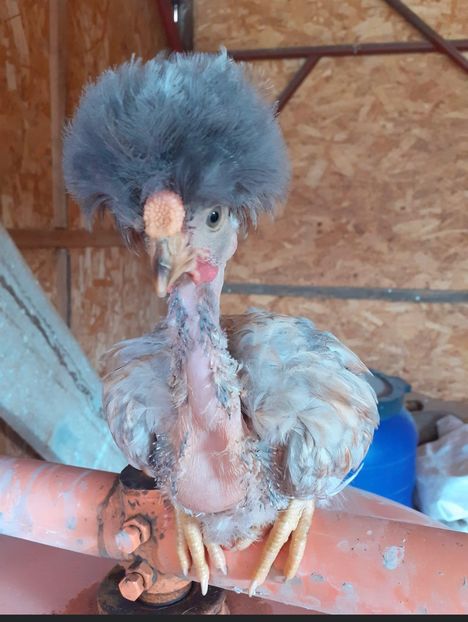 2A6B0A2E-2449-441D-BF13-C1C998B754C8 - puisori 2022