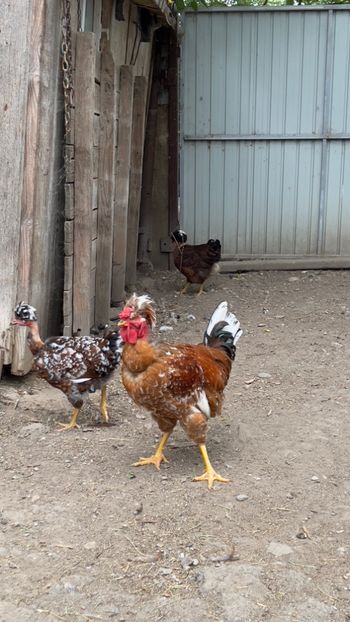 945982F7-D913-4FDC-8D4F-9763D1BB240C - puisori 2022