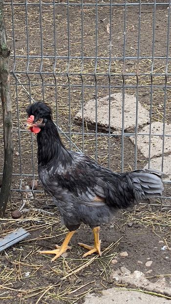 B5F46A49-50FE-41E8-831B-535148F5BB5B - puisori 2022