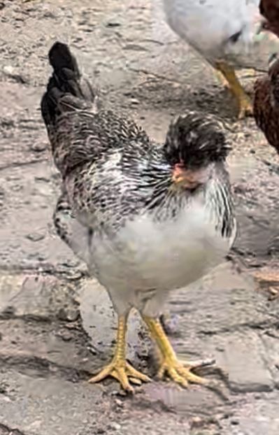 AF12ABEC-6C3D-4921-9931-FBD60D2420F1 - puisori 2022