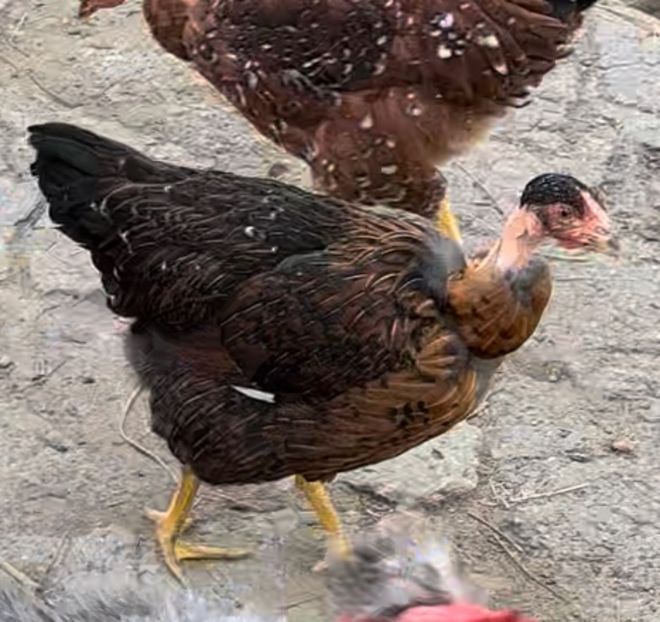 EBBA861A-C147-42F3-803C-B7A548735926 - puisori 2022