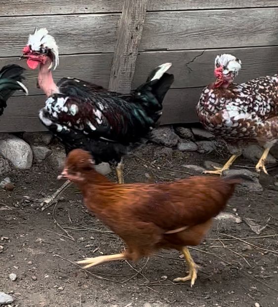 590FA644-205B-4EF0-9FF7-BA529EA45FA1 - puisori 2022