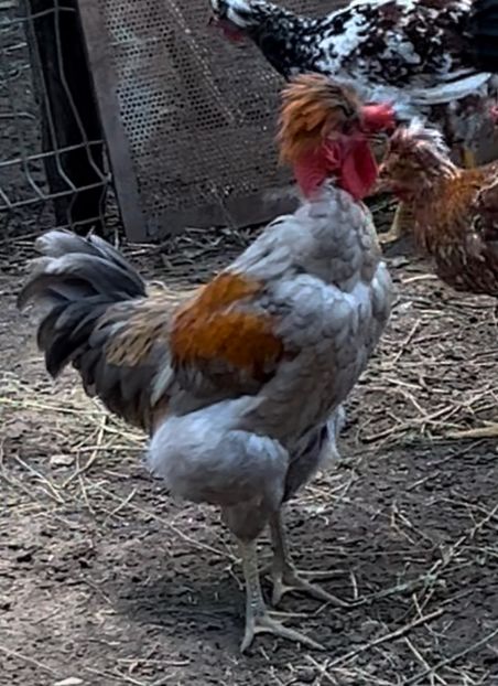 6077D266-9904-45EE-A1F3-AB092982E40B - puisori 2022