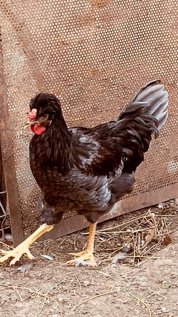 D3F53B0B-63BA-4BC1-9129-0F183FE85F8F - puisori 2022