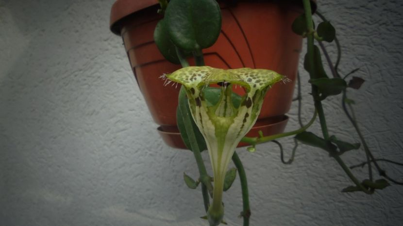 Ceropegia sandersonii,in convalescenta - 2022