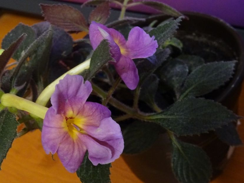  - 0001 2022 - BRID s 3-20