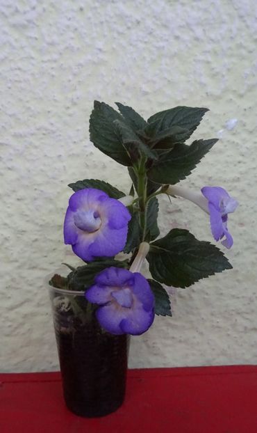  - 0001 2022 - BriD s HAPPYNESS