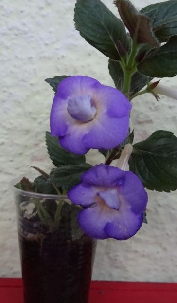  - 0001 2022 - BriD s HAPPYNESS