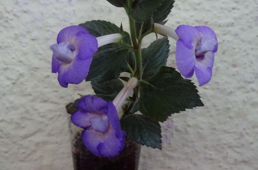  - 0001 2022 - BriD s HAPPYNESS