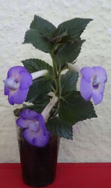  - 0001 2022 - BriD s HAPPYNESS