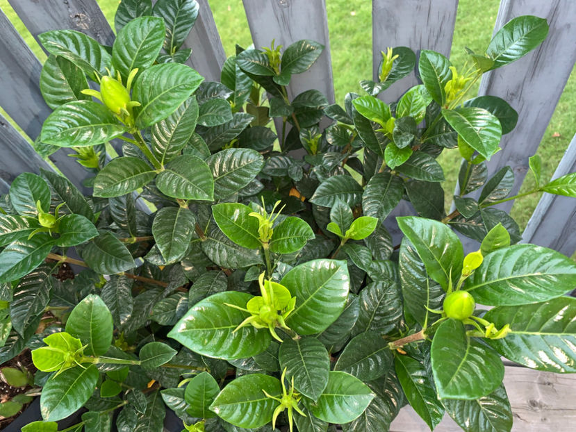  - Jurnalul gradinii 2022