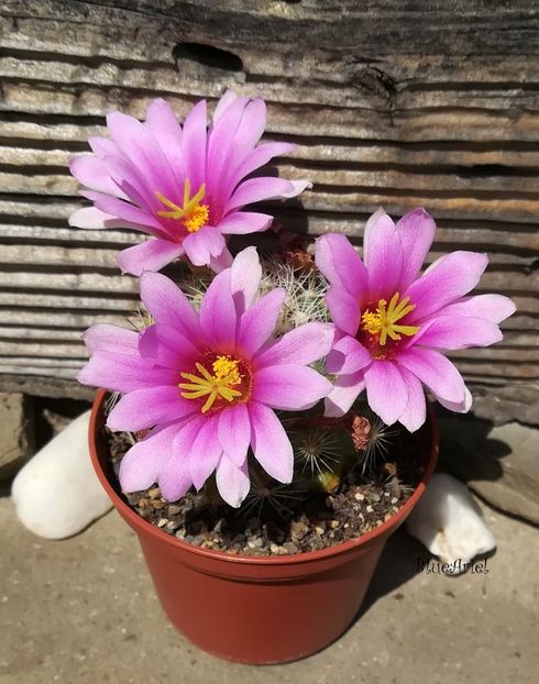 Mammillaria boolii - 2022