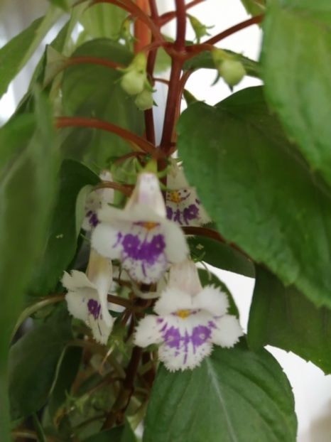  - zzz out of collection Fimbriata