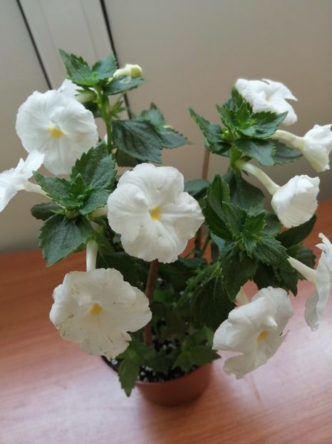  - White Glory