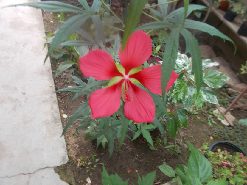 MOSCHETUS COCCINEUS - ARBUSTI ORNAMENTALI DE GRADINA-2018-2020-2021-2022