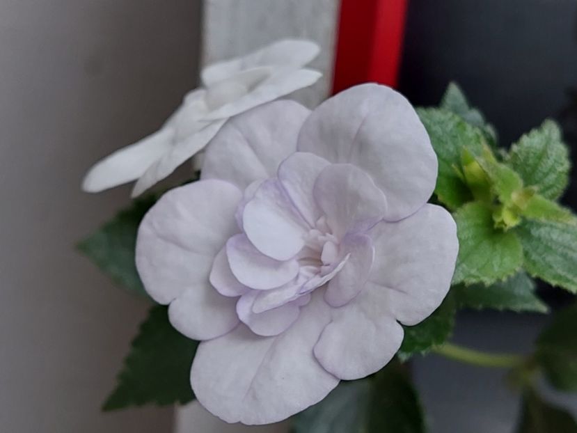  - Double Picotte Rose