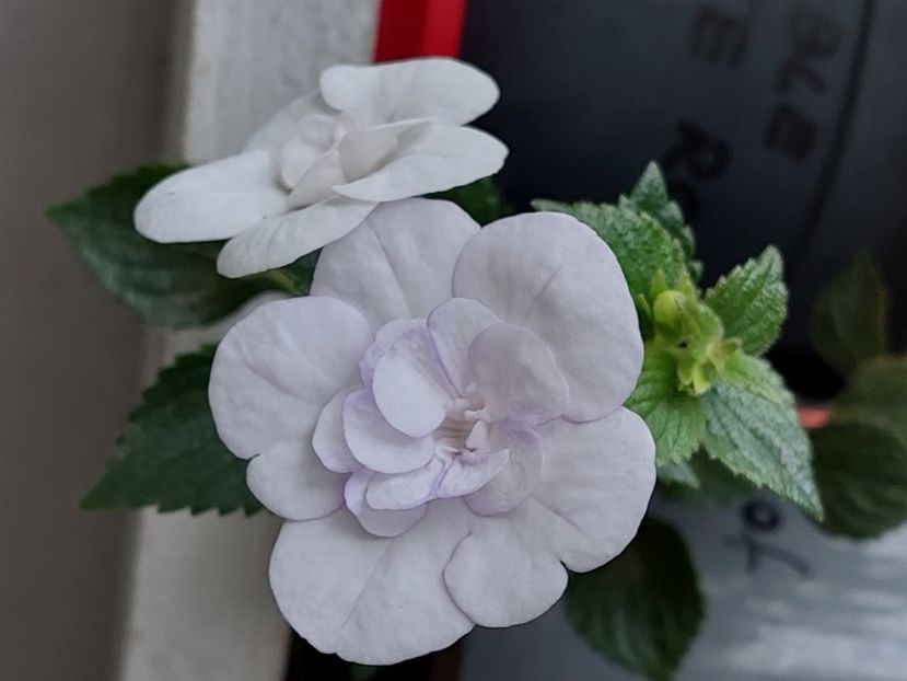  - Double Picotte Rose