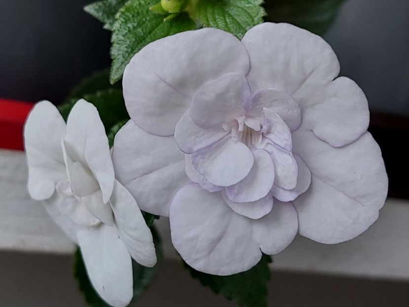  - Double Picotte Rose