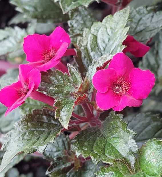  - Weinrot Elfe