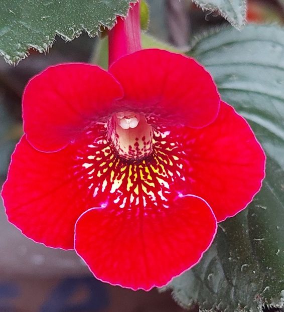 RF-S ROYAL RED - AAA RIZOMI ACHIMENES DISPONIBILI -2023