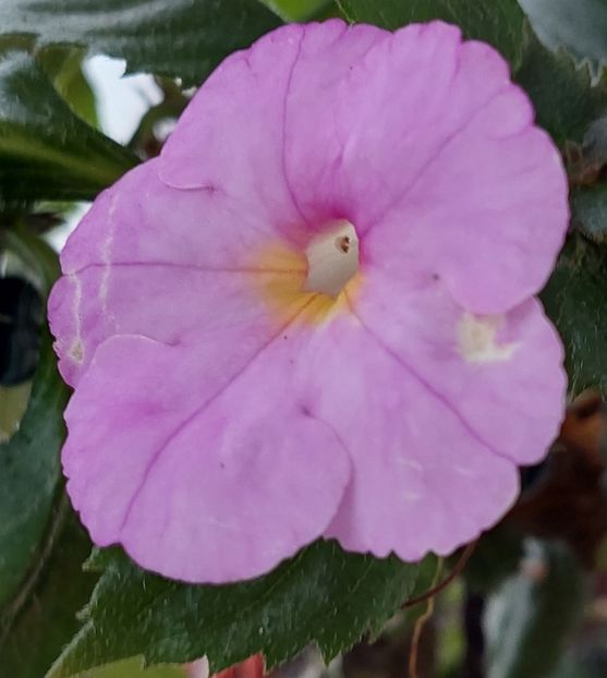  - BRID-S MORGENSONNE