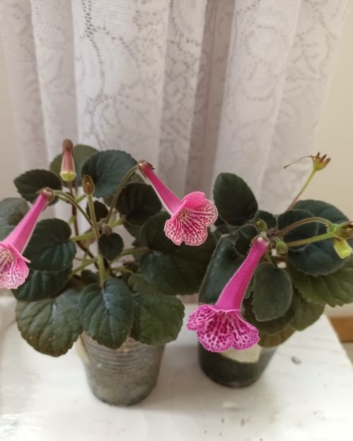  - Mini sinningia
