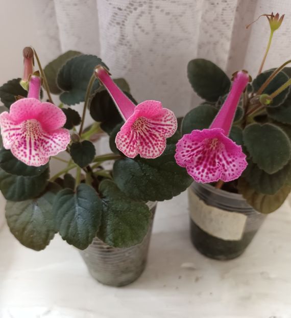  - Mini sinningia