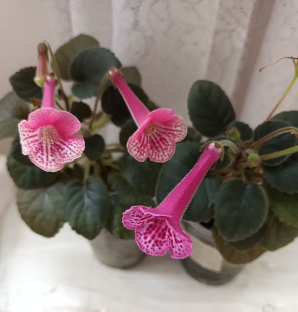  - Mini sinningia