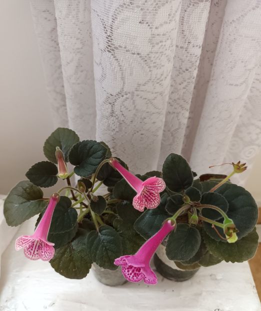  - Mini sinningia