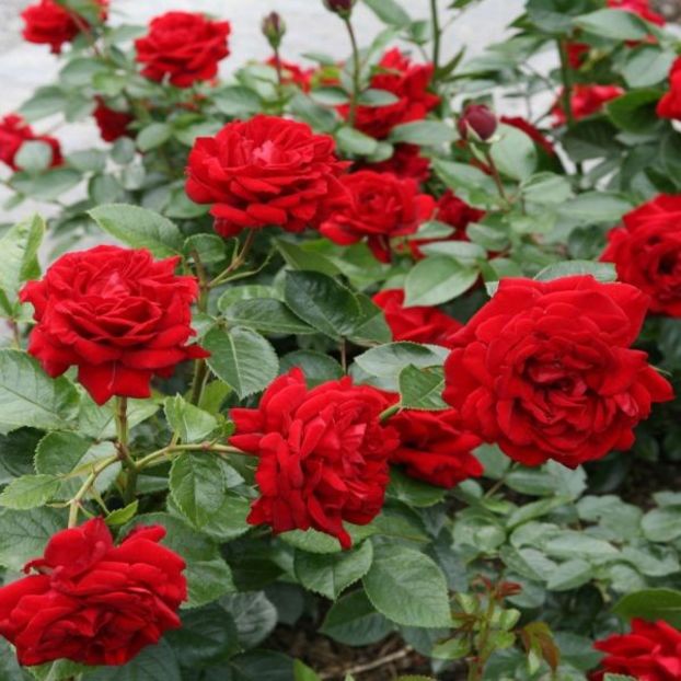  - Jungendliebe floribunda Kordes-2020