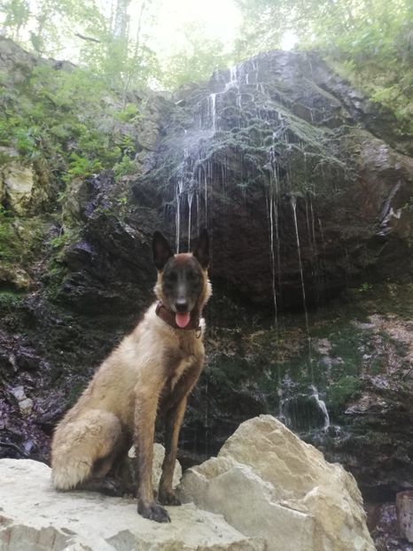  - Ciobănesc belgian