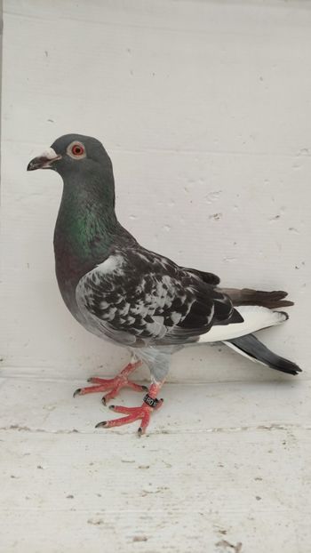  - De vanzare voiajori 2