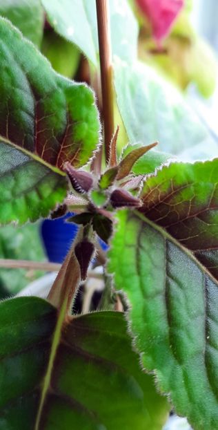 Mariaaaaa - Something Blue ;) :))) - Sinningia 2022