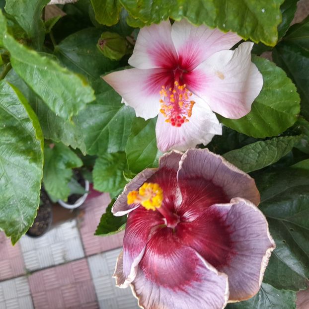  - Taiwan Formosa Blue Lotus