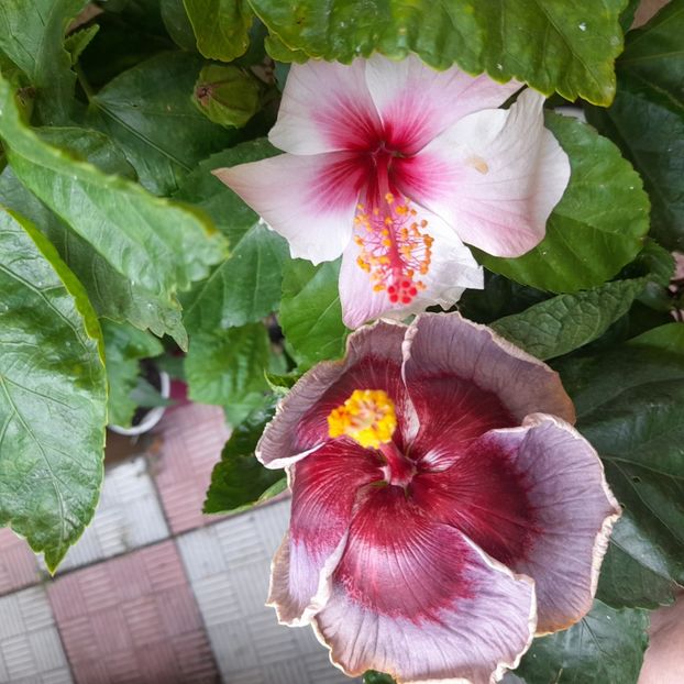  - Taiwan Formosa Blue Lotus