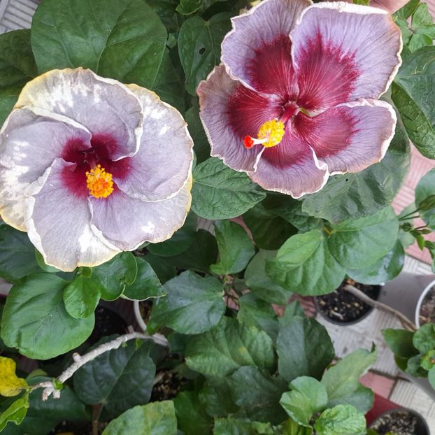  - Taiwan Formosa Blue Lotus