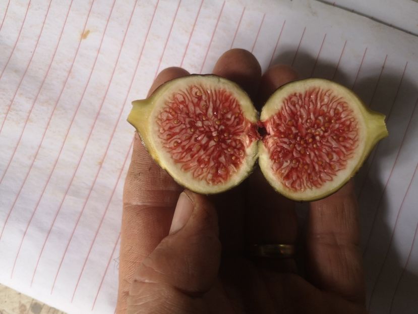 50gr - Arbori fructiferi 2022