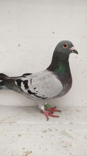  - De vanzare voiajori 2