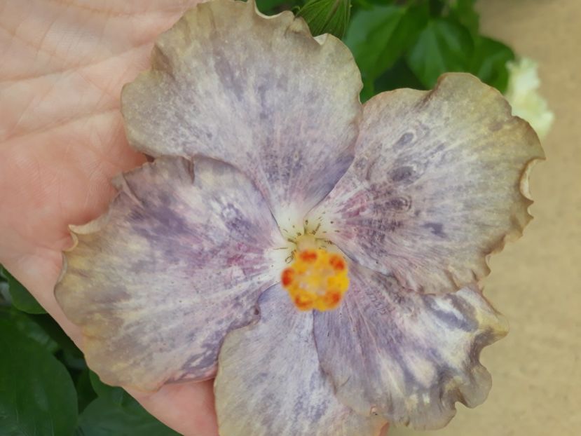  - Hibi Bo Den Mountains Mist