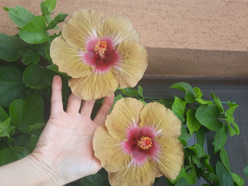  - hibi creme de cacao