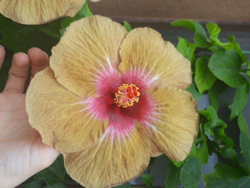  - hibi creme de cacao