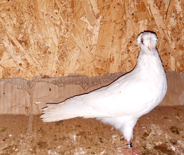 4873  mascul  2022_3 - pui 2022 BM