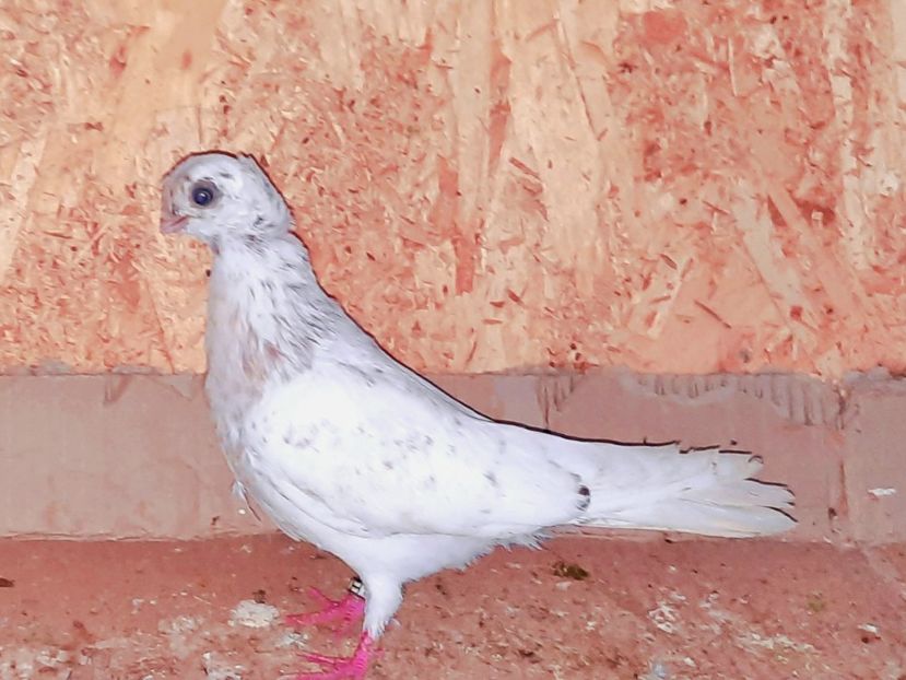 4994  femelă  2022_2 - pui 2022 BM