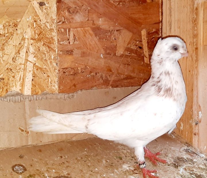 4994  femelă  2022_3 - pui 2022 BM