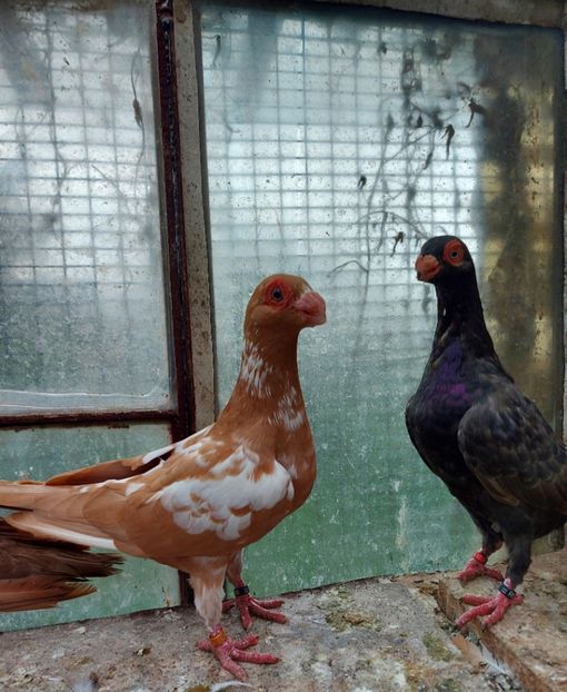  - Indian german 2022