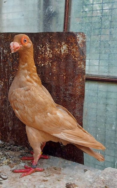  - Indian german 2022