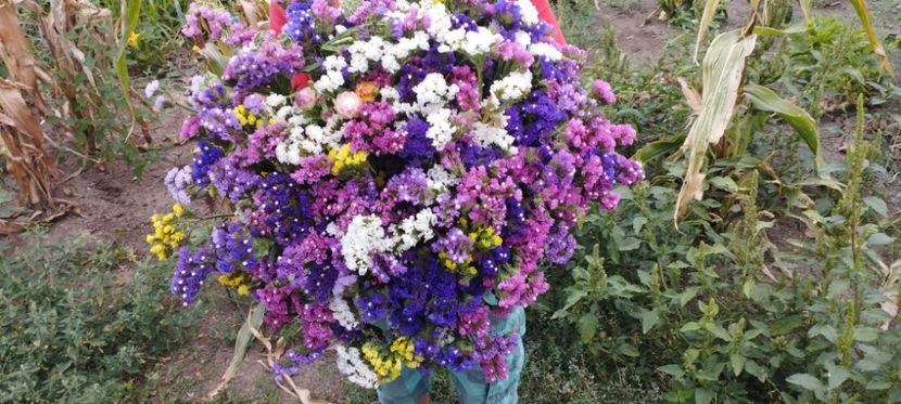  - Ornamente din flori uscate naturale 2022